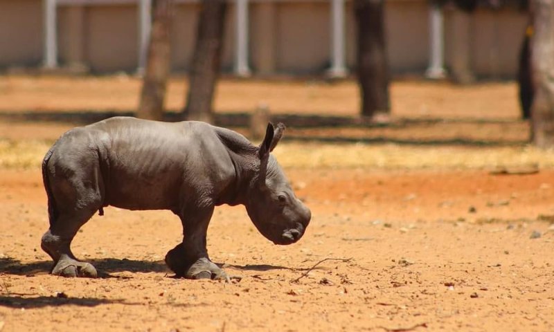 "אני מאחל לך חיים נפלאים"| למה הנשיא ברך קרנף?