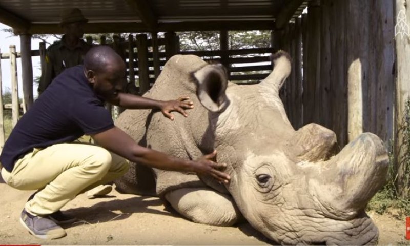 זן נכחד: הקרנף היחיד מסוגו בעולם הומת