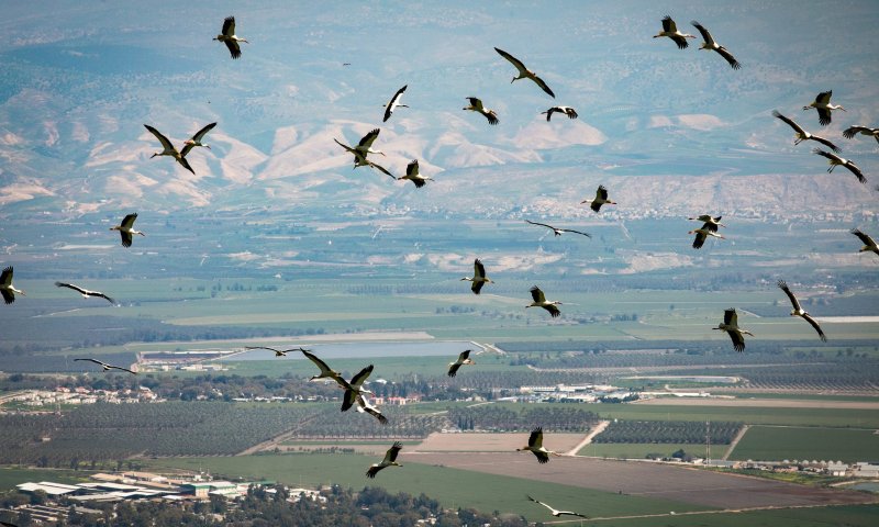 האביב כבר כאן: אלפי חסידות קפצו לביקור בצפון