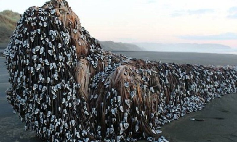החפץ המסתורי שסוחף אחריו את הרשת