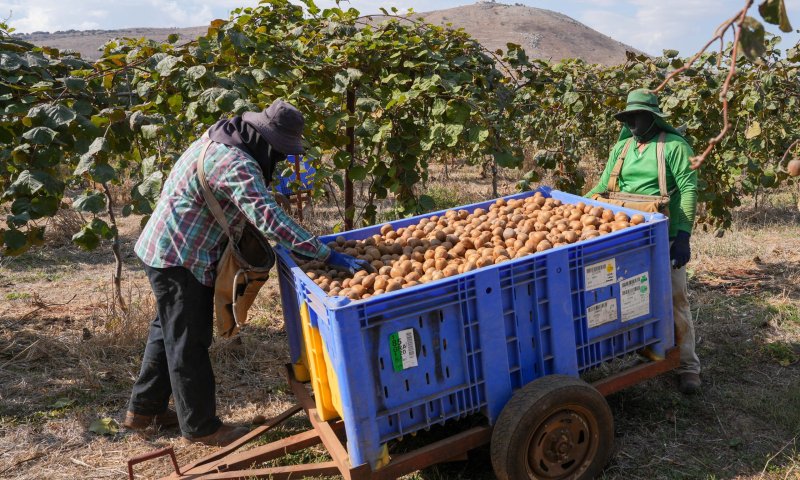 רשות האוכלוסין: מעל 60 אלף עובדים זרים נכנסו ב־2025 לישראל