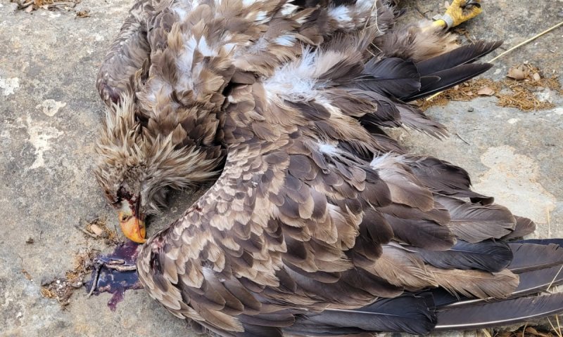 חשד להרעלה אסורה של חיות בר באזור הגליל העליון