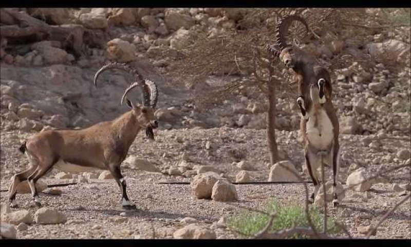 מרהיב: קרבות יעלים זכרים בשמורת עין גדי. צפו