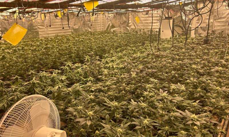 פשיטת ענק: המשטרה איתרה אלפי שתילי מריחאונה בראשל"צ