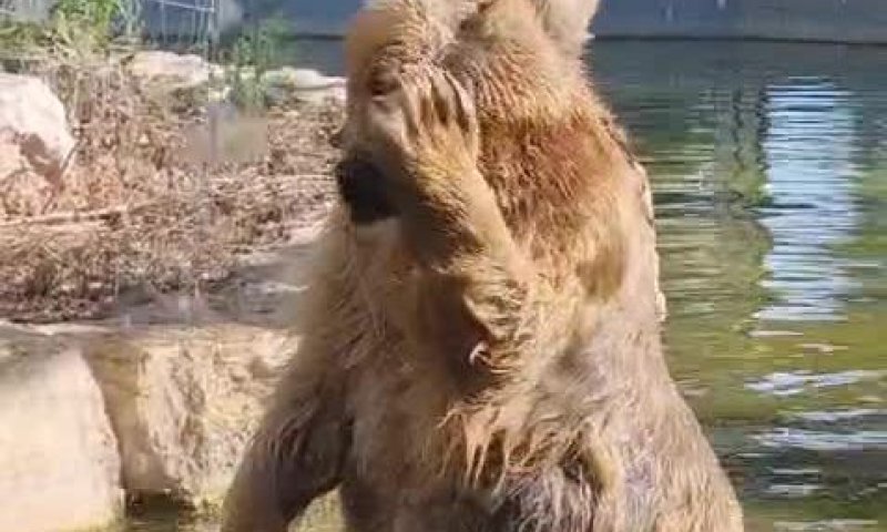 צפו: הדובות הסוריות מצננות את הקיץ הלוהט