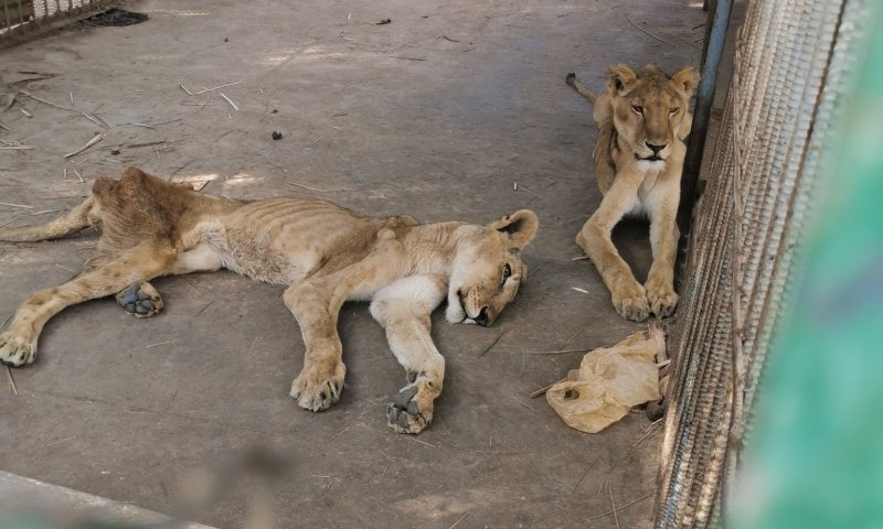 מזעזע: אריות גוועים למוות מרעב בגן החיות בסודן