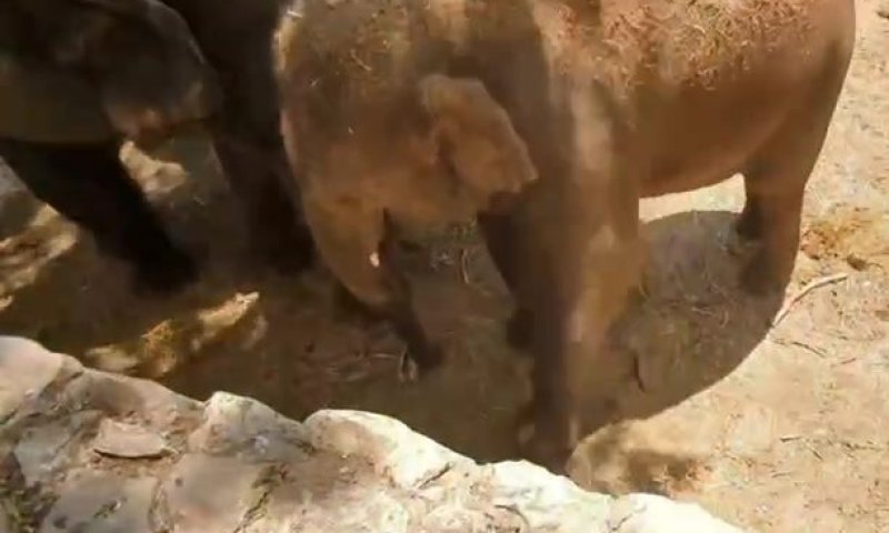 צפו: לכבוד היורו &ndash; גם הפילים משחקים כדורגל