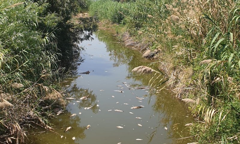 רשות המים: חשד להרעלה בכנרת