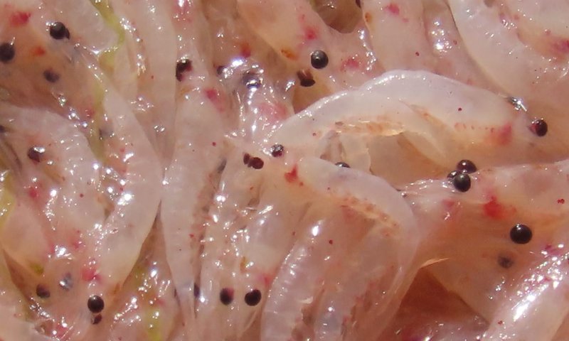 צפו: תעלומה בים האדום; נחיל סרטנים הציף את החוף