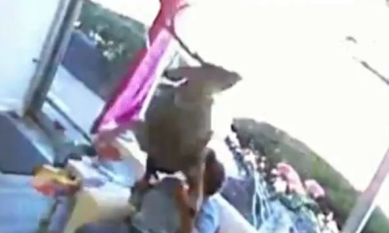 צפו: צבי תועה מתפרץ לתוך מספרה מלאה באנשים