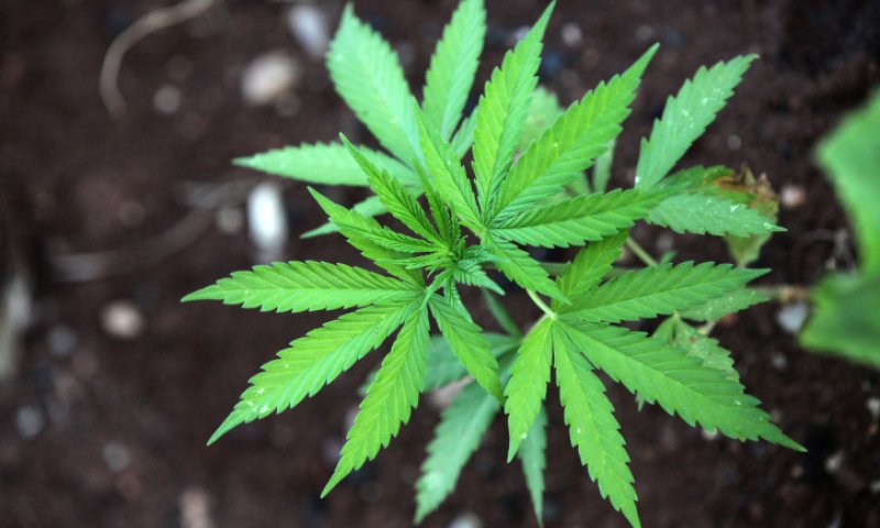 חוק הקנביס: חופש הצבעה ב'בית היהודי'