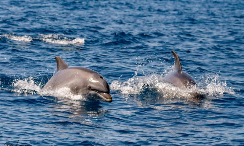 מול חופי בת ים: משפחת הדולפינים קפצה לביקור