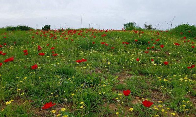 סוף שבוע קיצי במיוחד; ומתי הגשם חוזר?התחזית המלאה