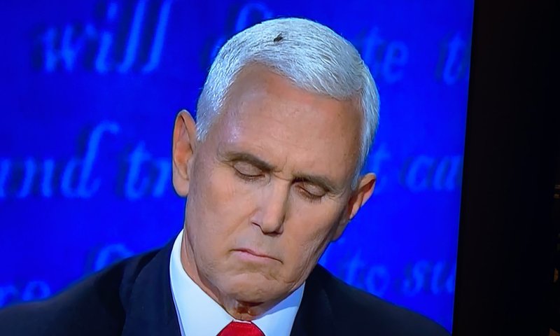 כוכב העימות: זבוב על ראשו של מייק פנס כבש את הרשת