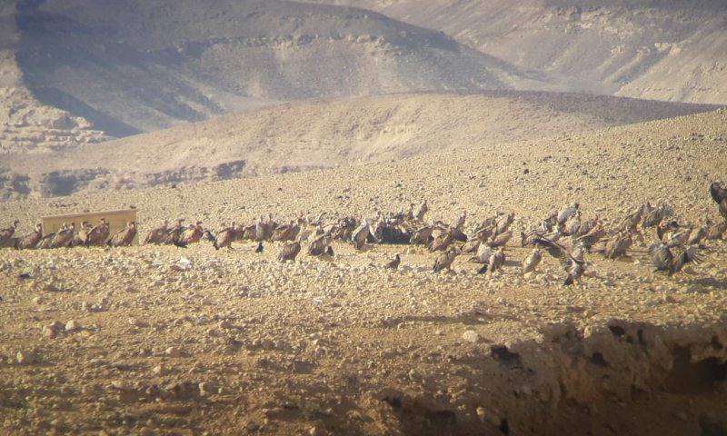 מדהים: 50 נשרים בארוחת בוקר במכתש הגדול