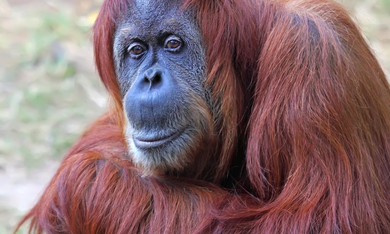 תקדים: תורת האבולוציה בחינוך הדתי