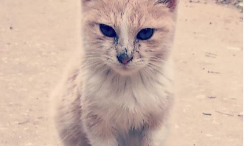 תקציב של 12 מיליון ש"ח יועבר לטיפול בחתולי הרחוב