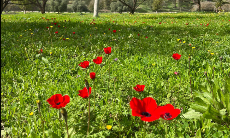 השירות המטאורולוגי בעדכון מדאיג: "לראשונה מזה 40 שנה"