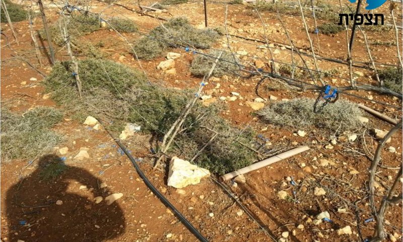 תג מחיר ערבי במשק אחיה. מנכ"ל המשק: לא נפסיק את החקלאות העברית