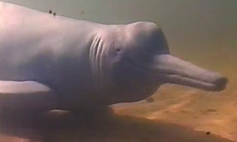 גילוי מסעיר באמאזונס: התגלה דולפין נדיר בצבע כחול