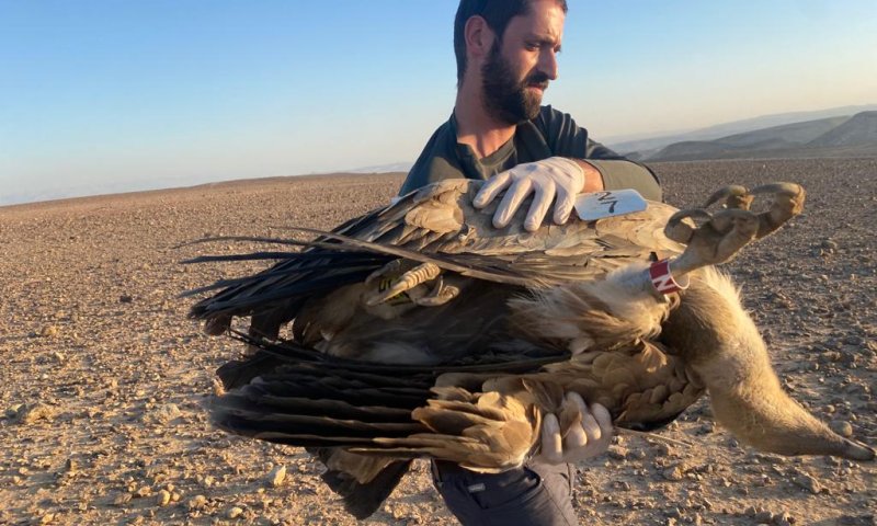 "לא יכולים להרשות לעצמנו לאבד את המין החשוב הזה"