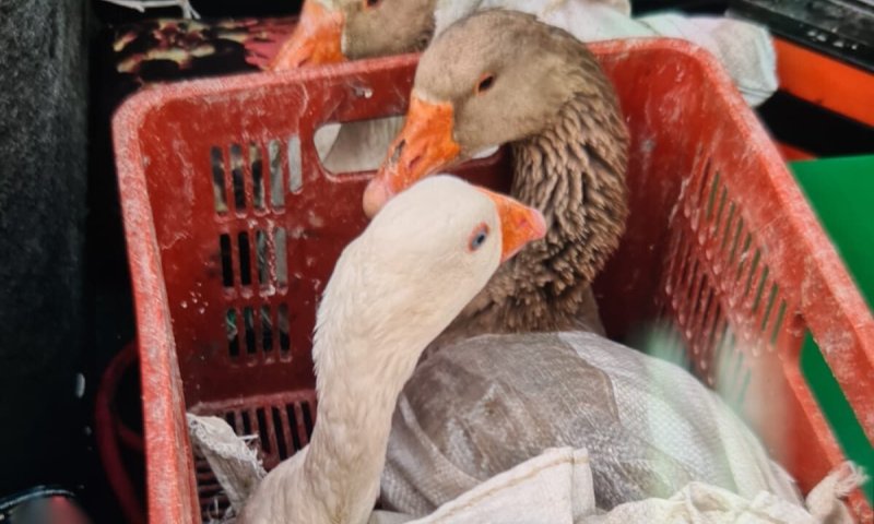 קשורים בתוך שק: ערבי נעצר בחשד להתעללות באווזים