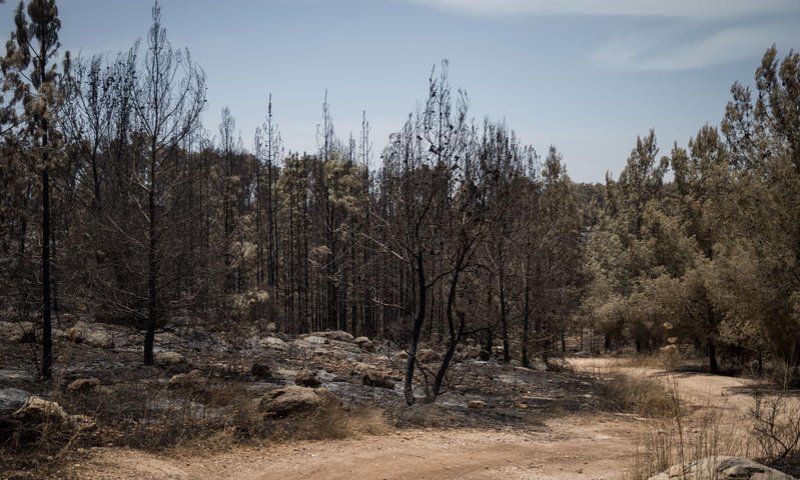 אחרי שבועיים: איש ההייטק שנעדר אותר ביער בן שמן