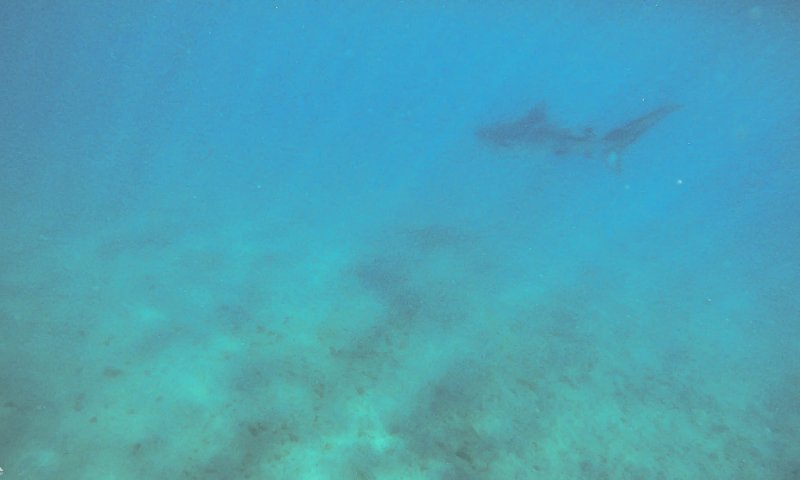 צילום נדיר בחופי אילת: כריש טיגריסי הגיע לביקור