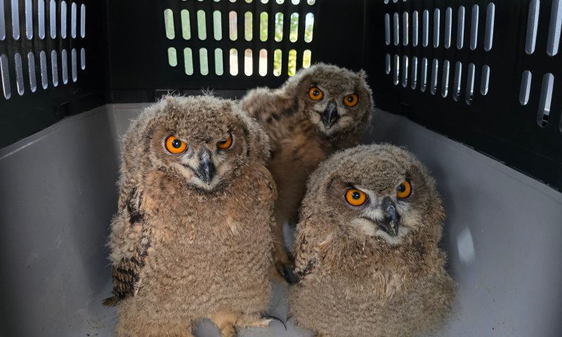 התפיסה הגדולה ביותר: גן חיות שלם נתפס בכפר פלסטיני