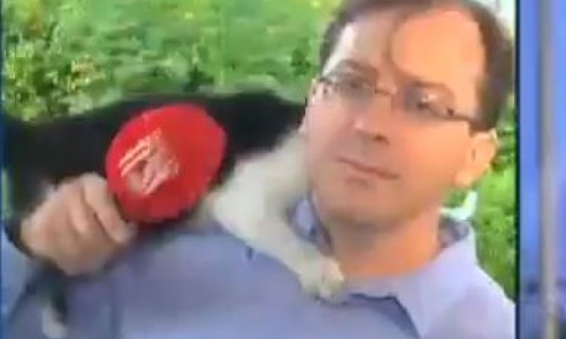 באמצע שידור: חתול זינק על כתב חדשות 13.צפו