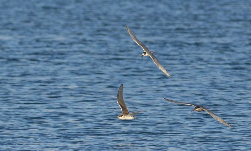 תיעוד מרהיב: מאות ציפורים בטירוף ציד דגיגונים בים סוף