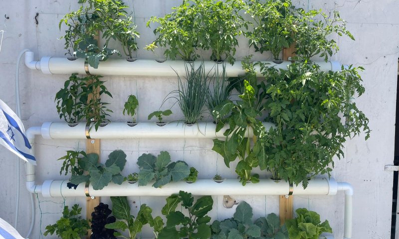 חולמים על מערכת הידרופונית בגינה? כך תעשו זאת