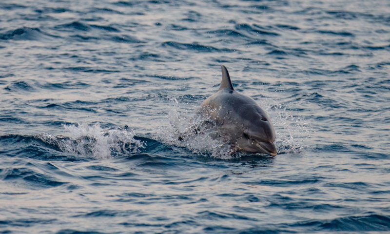 מחזה נדיר: להקת דולפינים נצפתה בחופי ישראל