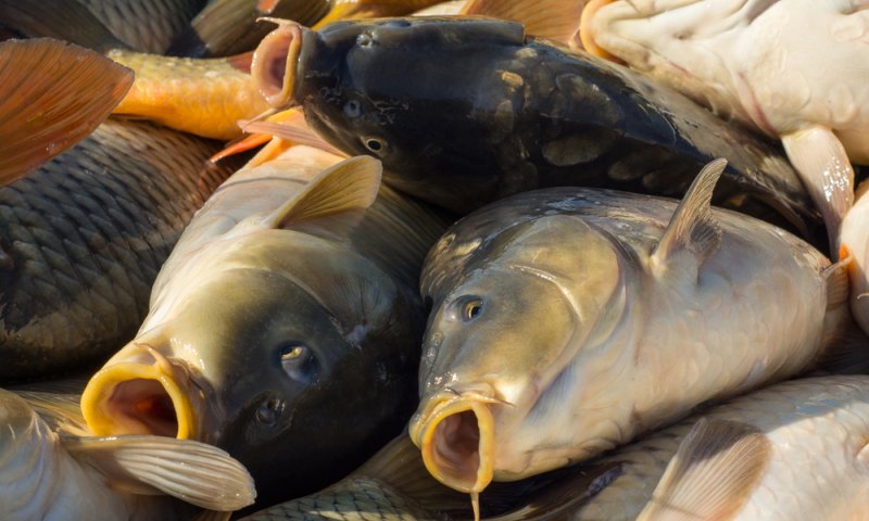 פסק הלכה חרדי: אסור לקנות קרפיון לפסח