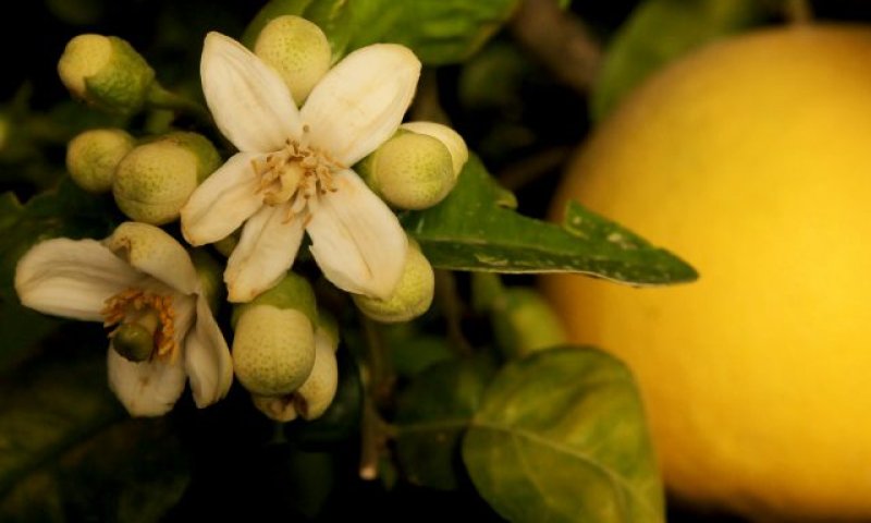 ברכת האילנות: נוסח הברכה עם כל הבקשות והתוספות
