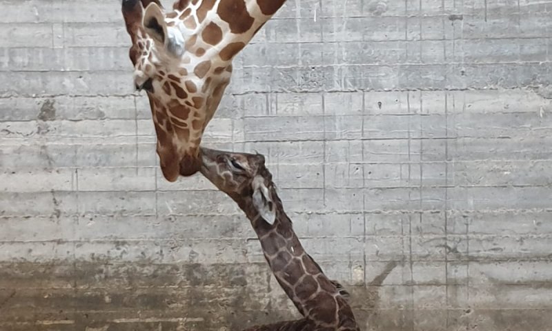 צפו: אחרי 14 חודשים, ג'ירף חדש נולד בגן החיות