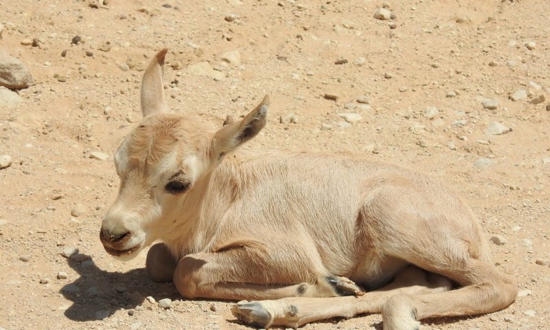 מזל טוב: ראמים קטנטנים נולדו בחי בר ביוטבתה
