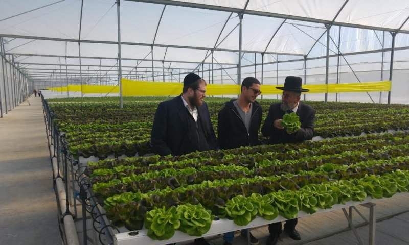 פסק ההלכה שהציל לחקלאי החילוני מליוני שקלים