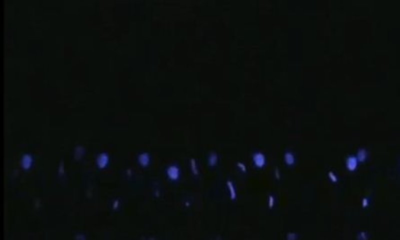 רבנים ורבניות נגד ריקודי האולטרה הסגול: "לא מכבד"