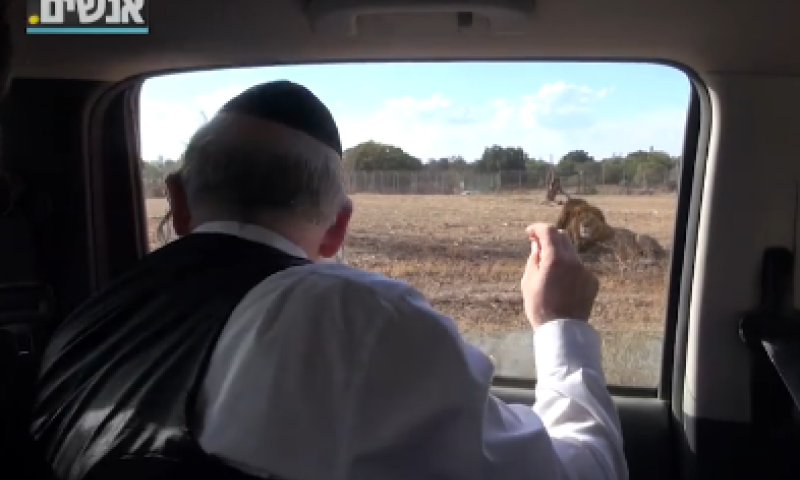 צפו:אחרי שהותקף; משי זהב ממשיך להתגרות באריות