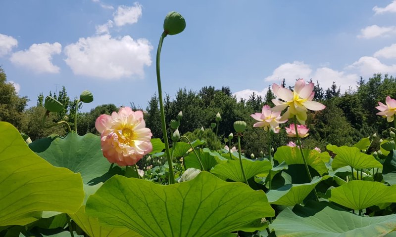 מרהיב: פריחת הלוטוס הקדש בן הבוטני