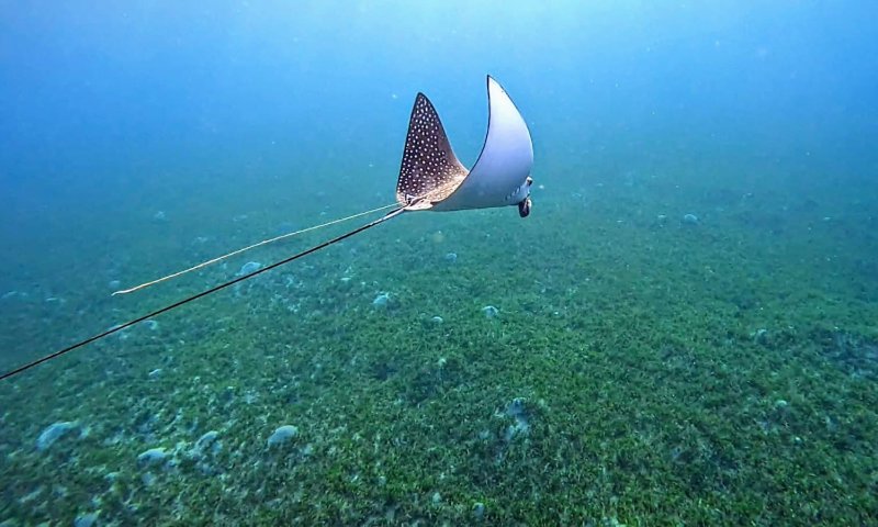 הישראלי המכוער: עטלף הים נלכד בחוט הדיג