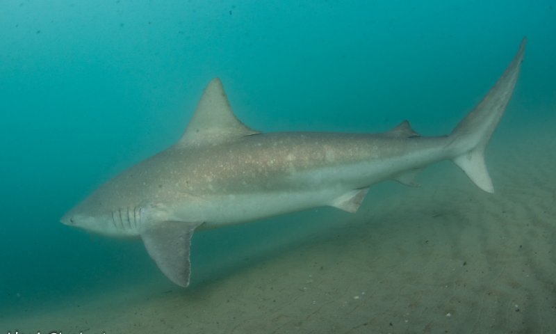 אחרי 6 שנות מחקר: כרישה סנפירתנית זוהתה מול חדרה