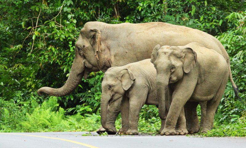 עדר פילים חדר לעיר בסין, התושבים הסתגרו בביתם