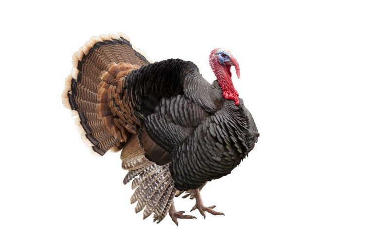 בן המלך שחשב שהוא הינדיק &ndash; הסיפור האמיתי