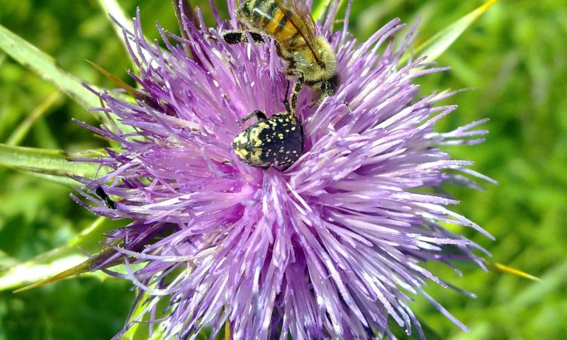 יש חיה כזאת: הסלולארי ככלי אומנותי
