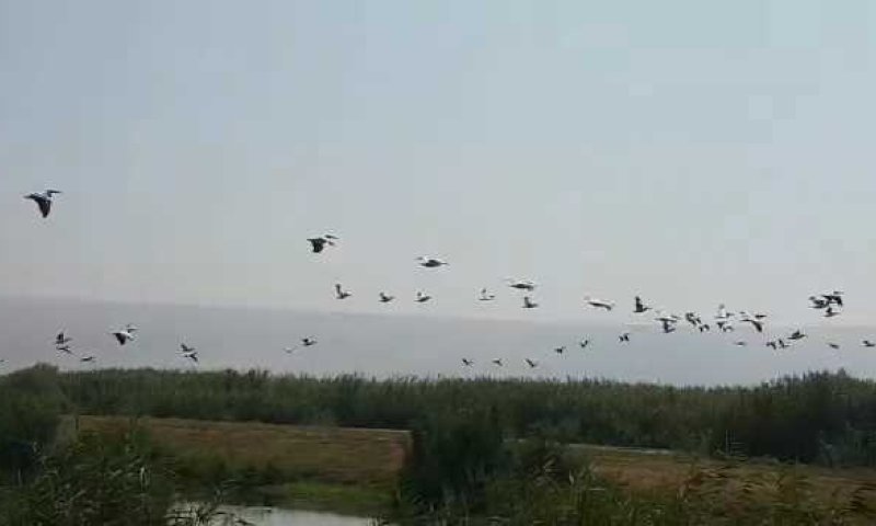 מרהיב: 500 שקנאים ממריאים משמורת החולה