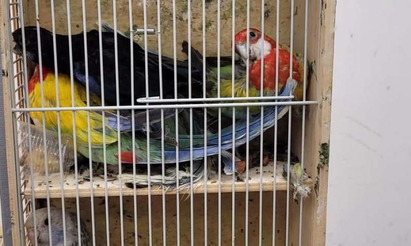 סוכלה הברחת ענק של תוכים אסורים בנתב"ג