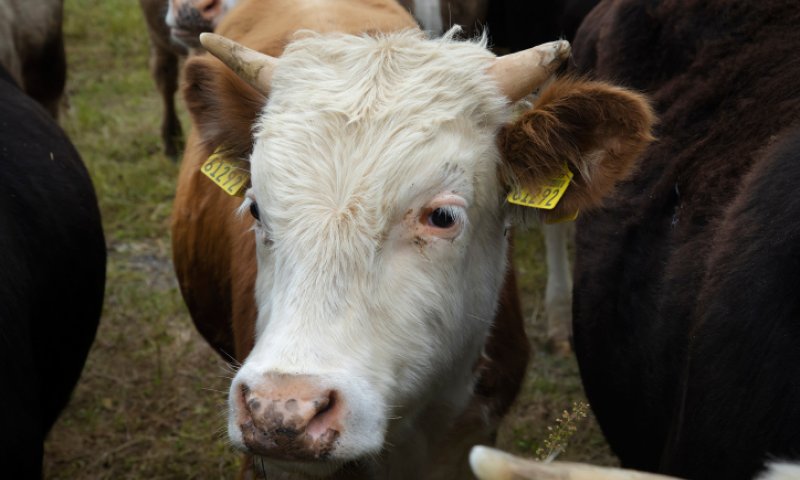משרד הבריאות מזהיר: פרה נגועה בכלבת אותרה בגליל