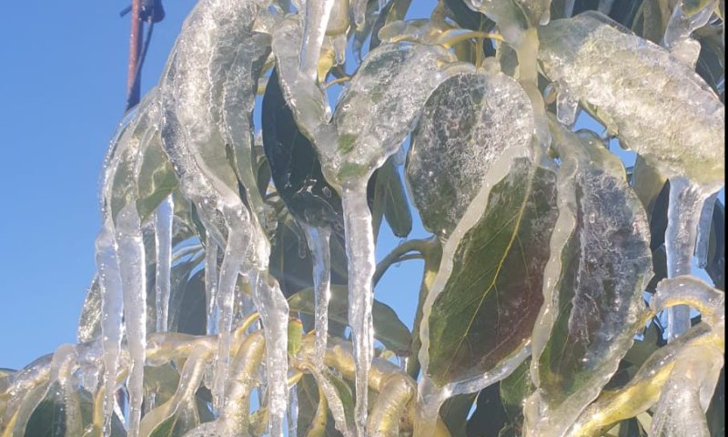 היקף נזקי הקרה בלילות האחרונים: כ-45 מיליון ש"ח